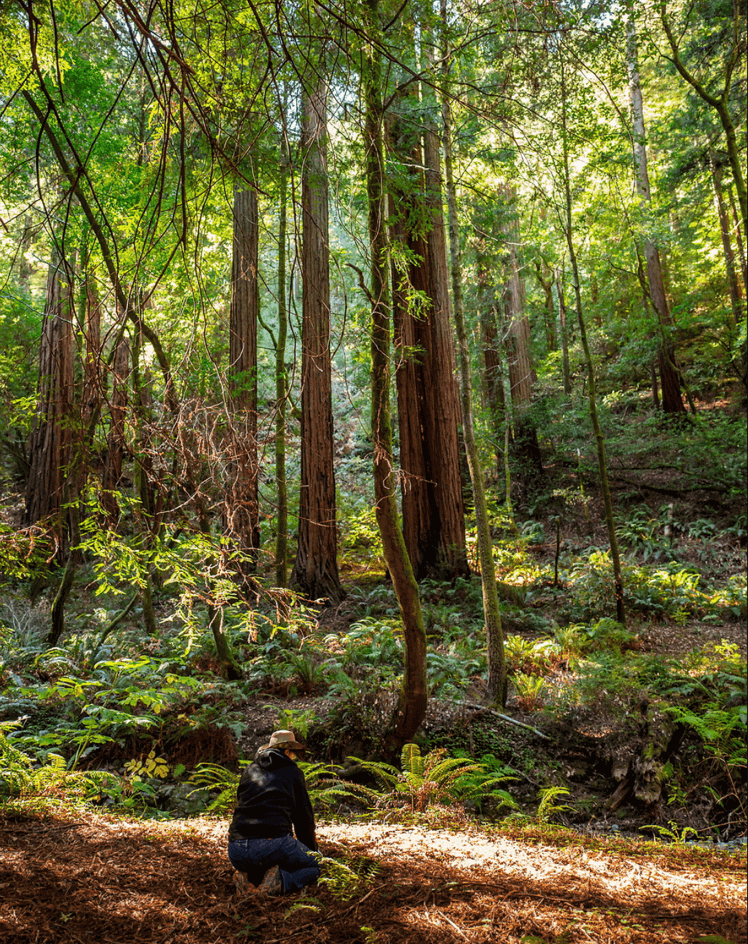 Personne dans une forêt