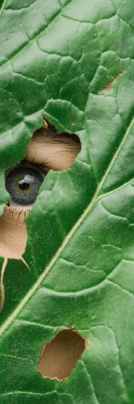 Occhio con foglia e piante
