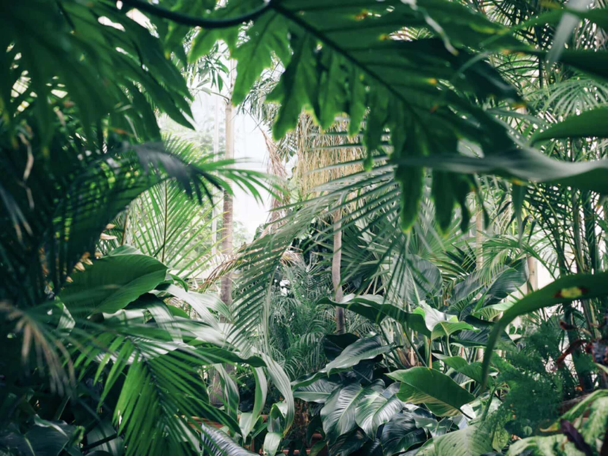 Sfondo giungla tropicale