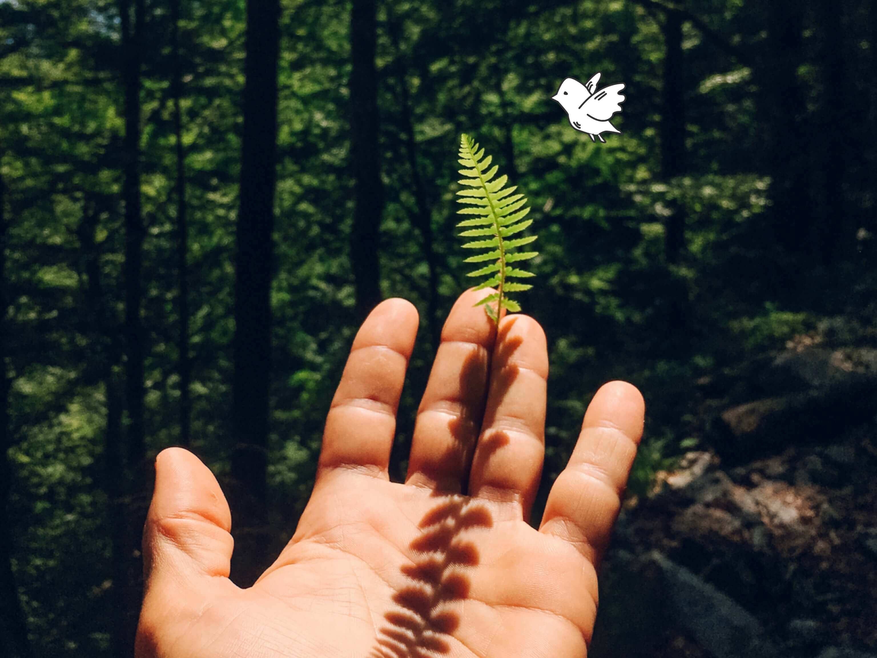 Mano e felce con sfondo foresta