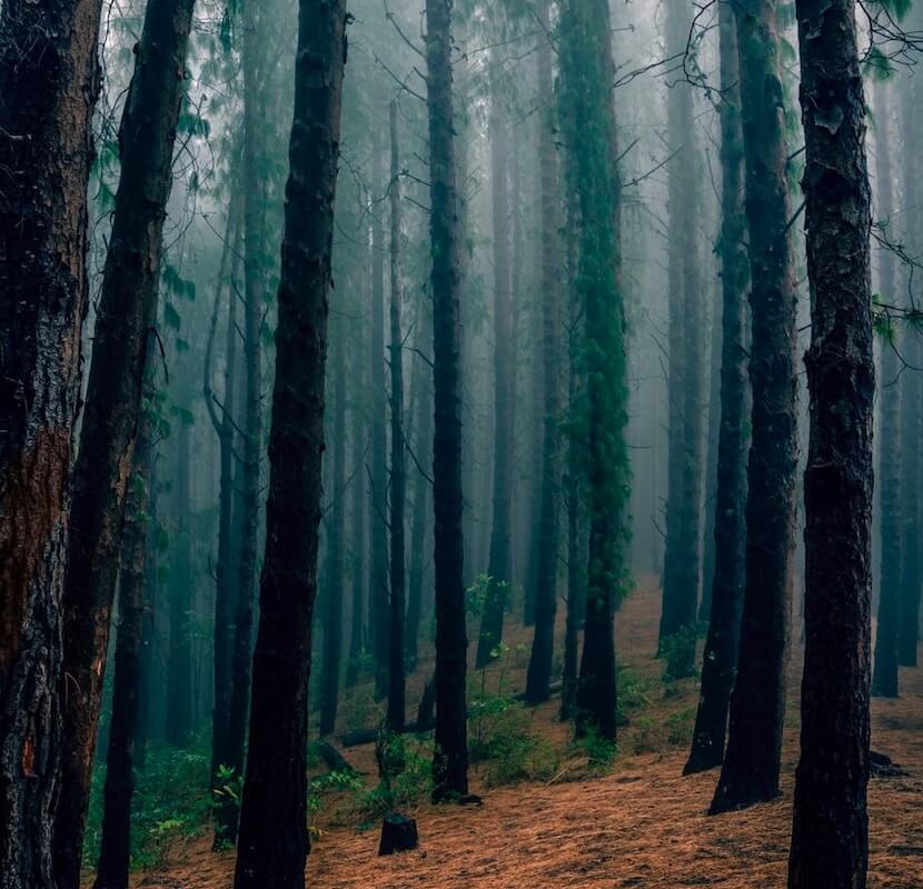 Forêt d'arbres