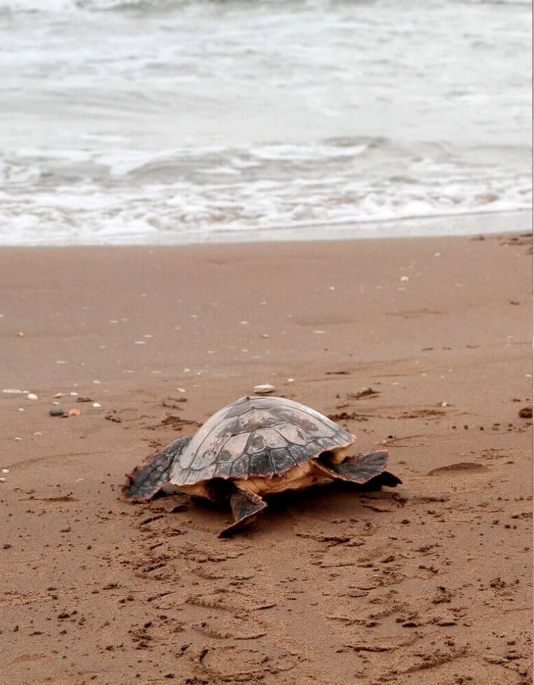 una tortuga rescatada por la fundación CRAM