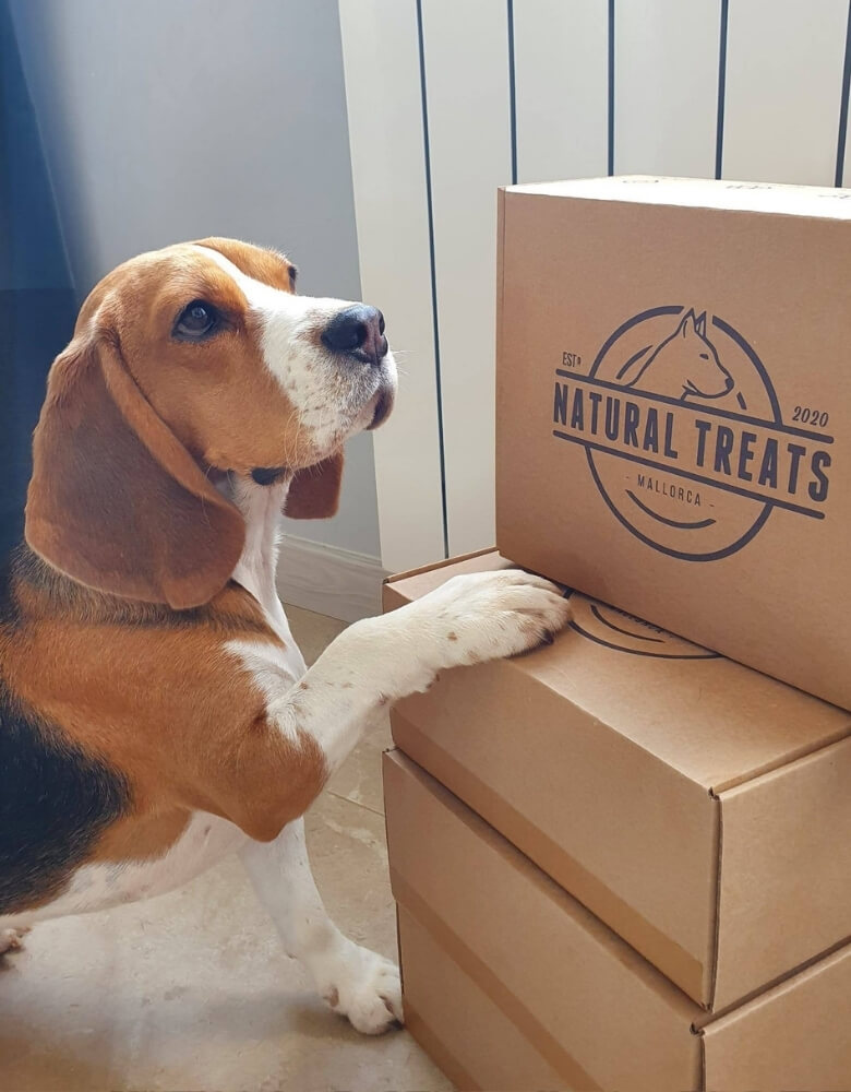 un beagle posa junto a varias cajas postales